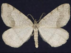 Speranza�andersoni