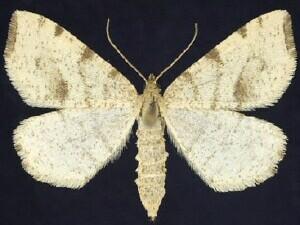 Speranza�andersoni