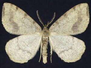 Speranza�andersoni
