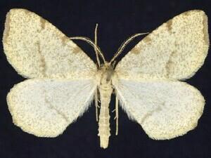 Speranza�andersoni