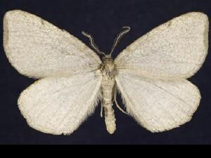 Speranza�argillacearia