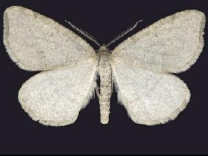 Speranza�argillacearia
