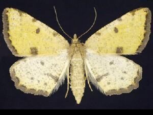Speranza�sulphurea