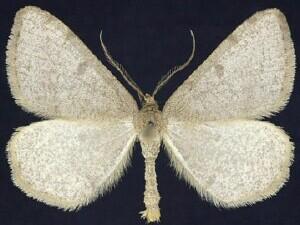 Speranza�sulphurea