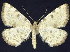 Speranza�sulphurea