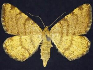 Speranza brunneata