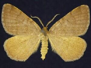 Speranza brunneata