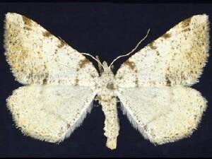 Speranza anataria