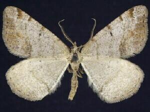 Speranza anataria