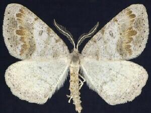 Speranza�loricaria