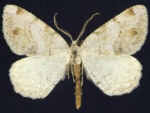 Speranza exauspicata