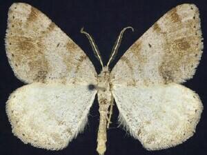 Speranza exauspicata