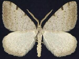 Speranza coortaria