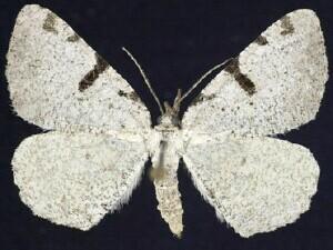 Speranza�subcessaria