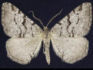 Speranza�bitactata