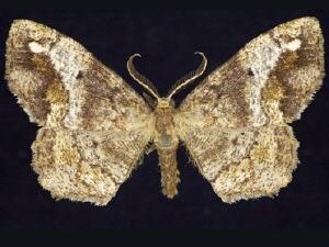 Hypagyrtis�unipunctata