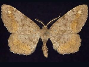 Hypagyrtis�unipunctata