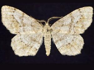 Hypagyrtis�unipunctata