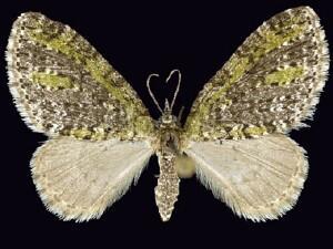 Acasis�viridata
