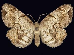 Callizzia�amorata