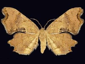 Calledapteryx�dryopterata