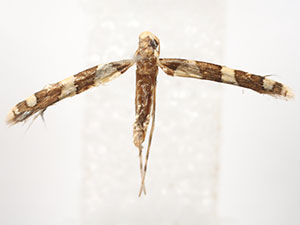 Telamoptilia malvavisci