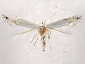 Phyllocnistis occidentalis