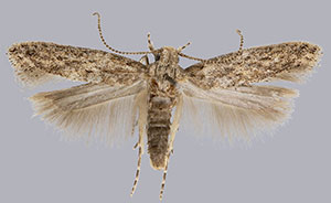 Keiferia lycopersicella