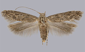 Keiferia inconspicuella