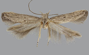 Keiferia trixivora