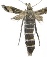 Coloradactria frigida