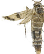 Coloradactria frigida