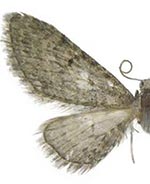 Eupithecia vargoi