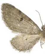 Eupithecia longispinata