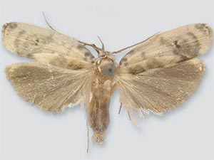Antaeotricha baboquivariensis