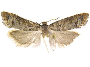 Barbara colfaxiana