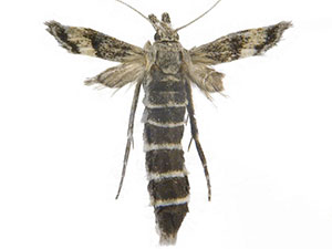 Coloradactria frigida