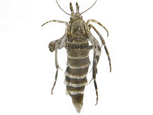 Coloradactria frigida