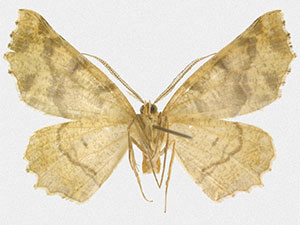 Neoselenia nr. belisima