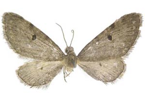 Eupithecia longispinata