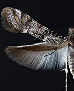 Lithariapteryx mirabilinella