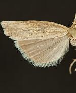 Pediasia ericellus