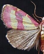 Phoenicophanta bicolor