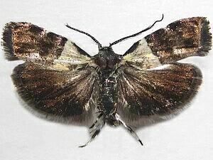 Rectiostoma fernaldella