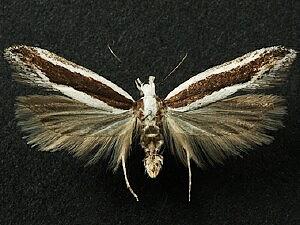 Aroga morenella