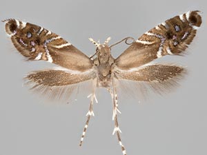 Glyphipterix santaritae