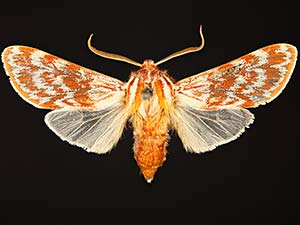 Lophocampa significans