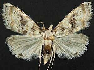 Phobolosia anfracta