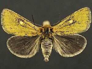 Chrysoecia albipuncta