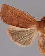 Eupsilia colorado